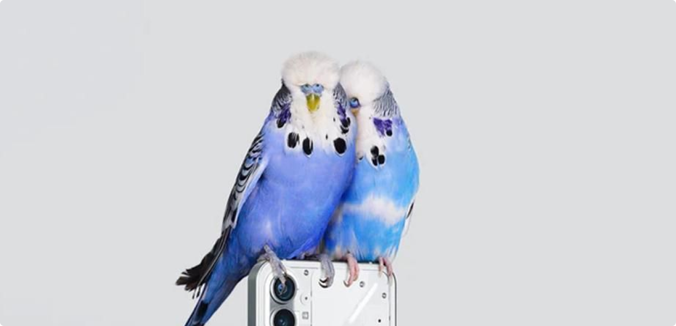 two parots